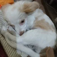 واگذاری سگ|سگ|قرچک, شهرک الحدید|دیوار