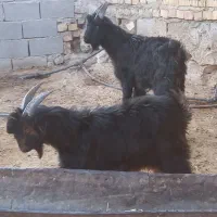 کهره نر|حیوانات مزرعه|زرقان, |دیوار