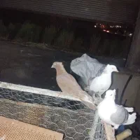 ماده شو سیاه