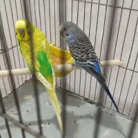 یک جفت مرغ عشق مولد بهمراه دوتا جوجه عروس هلندی|پرنده|نرماشیر, |دیوار