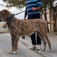 سگ توله سرابی قیمت توافقی