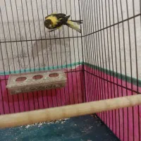 قناری ماده|پرنده|اردبیل, |دیوار