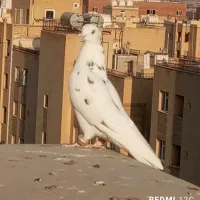 کفتر دم سبز پرشی