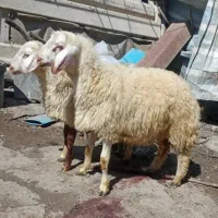 گوسفند و بزغاله زنده