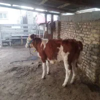 گوساله سیمینتال ماده جنس بالا حدود7ماهه|حیوانات مزرعه|گمیشان, |دیوار