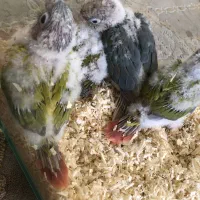 طوطی گرینچیک آمریکن دایلوت تراکوییس پاین اپل‌