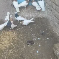 کبوتر طوقی  پرنده|پرنده|اسفرورین, |دیوار