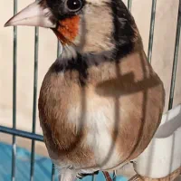 سهره زاغ لچک سیاه واکسی طوقدار پهن خط چشم حلقه پا