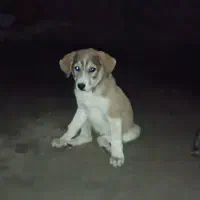 واگذاری دوتا سگ نژاد دار اصیل