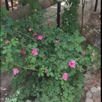 باغچه ۳۰۰متری داخل بافت کنتور برق و سند|فروش خانه و ویلا|ورامین, ورامین|دیوار