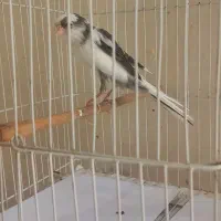 قناری نر
