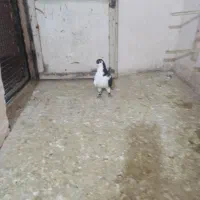 کبوتر|پرنده|نیشابور, فضل|دیوار