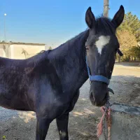 فروش اسب ایرانی|اسب و تجهیزات اسب‌سواری|مشهد, کوثر|دیوار