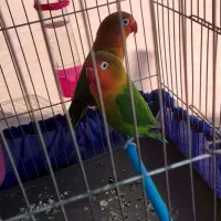 طوطی برزیلی