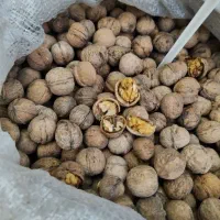 حراج گردو ایرانی تازه روغنی فقط و فقط ۵۰۰ تومن