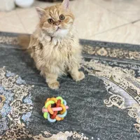 گربه پرشین اسکاتیش