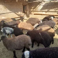 ۱۰راس بره نر