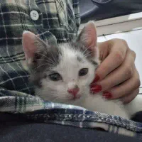 واگذاری گربه