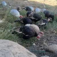 بوقلمون کوردی