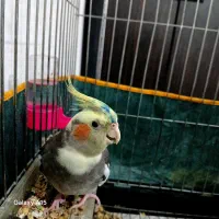 عروس هلندی سخنگو|پرنده|جیرفت, |دیوار