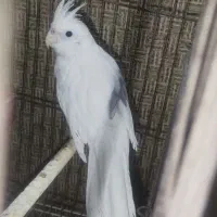 عروس هلندی|پرنده|مسجد سلیمان, |دیوار