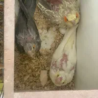 یک جفت عروس هلندی دو جوجه و ۵تخم|پرنده|محمدیه-قزوین, |دیوار