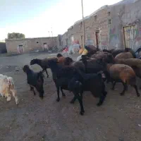 بره قربانی نر و ماده