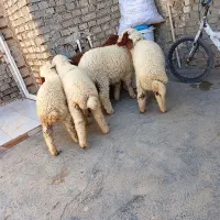 5عدد بره نر وماده به شرط صحیح وسالم