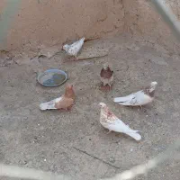 کفتر