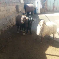 فروش|حیوانات مزرعه|کنگاور, |دیوار