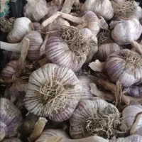 سیر خشک مخصوص آش دوغ و ترشی