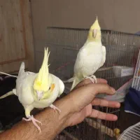 عروس هلندی خانگی قیمت مناسب