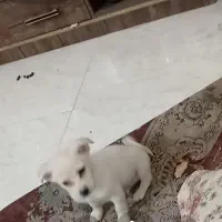 باوفاترین حیوان زیبانسل داردرچندرنگ خالص