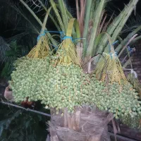نخل.درخت