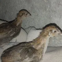 مرغ گلین و جوجه محلی اصل|حیوانات مزرعه|ایذه, |دیوار