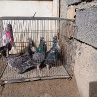 کبوتر‌قاره