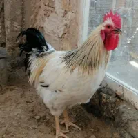 خروس زیبا جوان و سالم