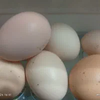 تخم مرغ|خوردنی و آشامیدنی|داران, |دیوار