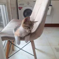 واگذاری ۲ گربه بانمک|گربه|تهران, تهرانویلا|دیوار