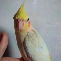 عروسهلندی لوتینو