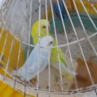 مرغ عشق|پرنده|دماوند, گیلاوند|دیوار