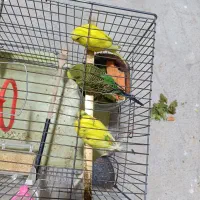 مرغ عشق|پرنده|روانسر, |دیوار