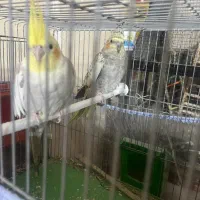 عروس هلندی دوتاش ماده مالغ اماد جفت معاوضه دارم