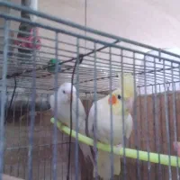 جفت عروس البینو وماده لوتیتو