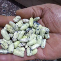 باقالی درجه یک۲۰۰