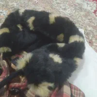 پالتو شیک و نوو|لباس|شیراز, ملاصدرا|دیوار