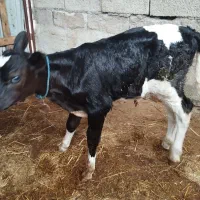 گاو با گوساله ماده|حیوانات مزرعه|شفت, |دیوار