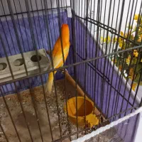 قناری نر بخون قرمز قدیم|پرنده|اردبیل, |دیوار