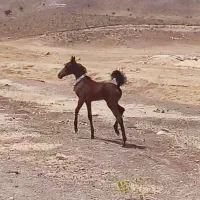 فروش مادیان و کوره مادیان درجه یک کورد