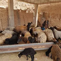 بره میش بز بزغاله|حیوانات مزرعه|دشتابی, |دیوار